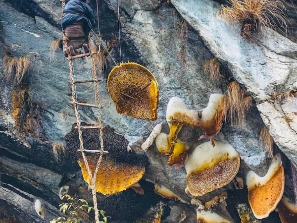 Himalayas Honey Hunting Nepal