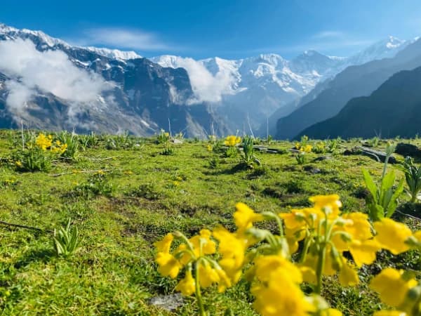 Wild Flowers and Mesmerising Views of Mardi Himal Trek