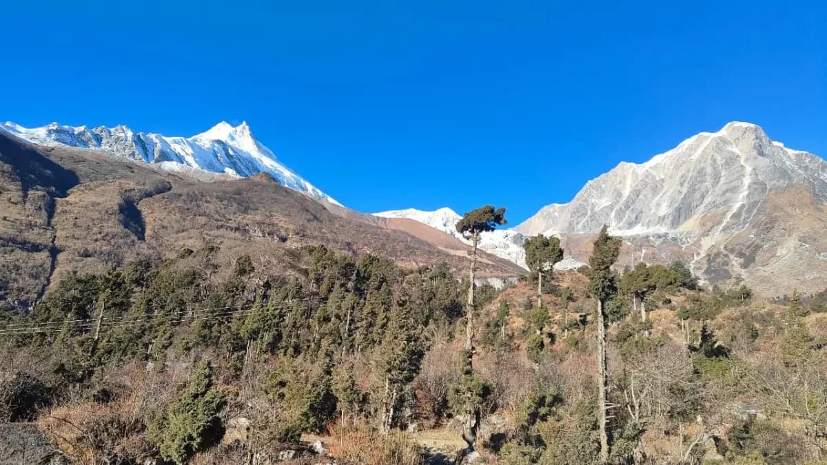 alpine-forest-in-manaslu-trek