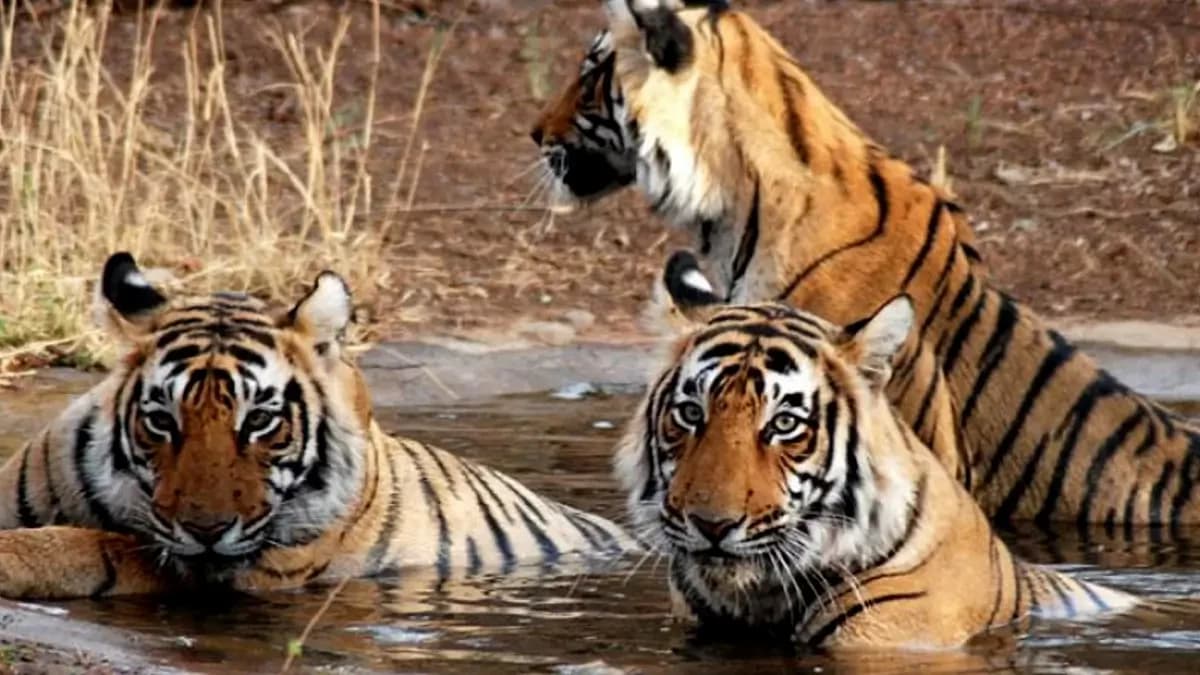 bardiya-jungle-safari-tour-tiger