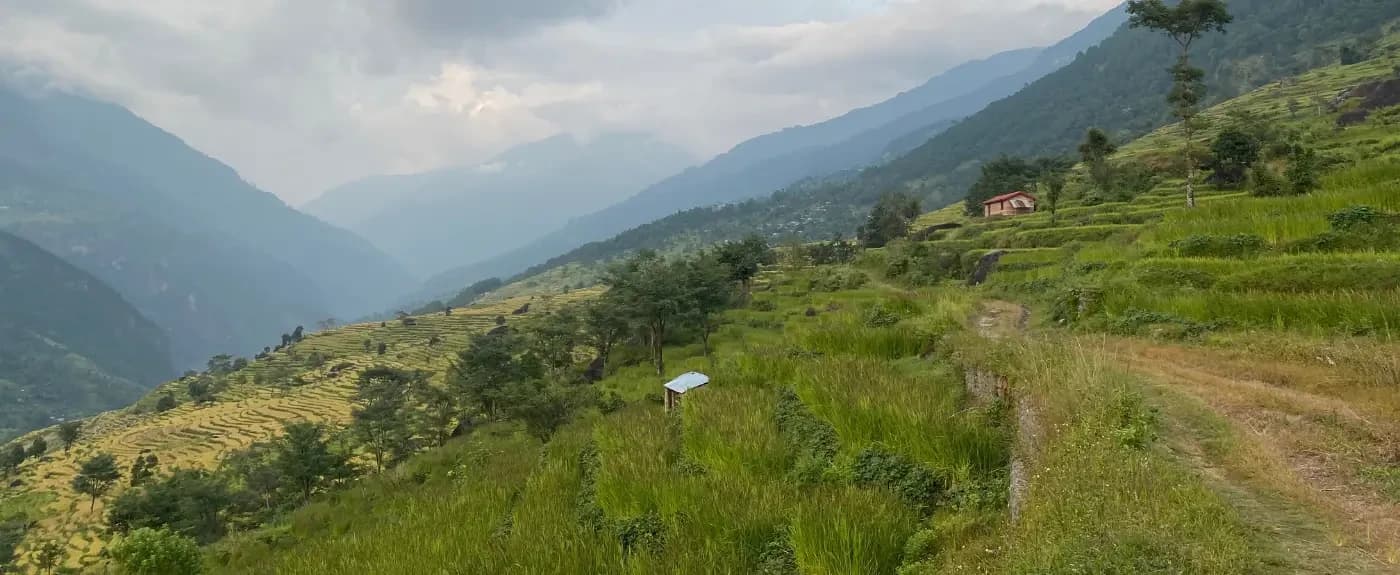 Paddy Field in Baseri Dhading Manaslu Region