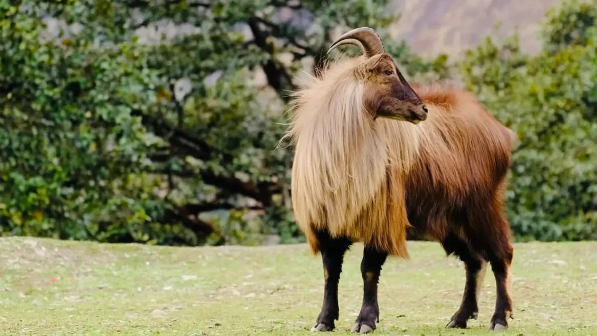 blue-sheep-during-tsum-valley-manaslu-trek