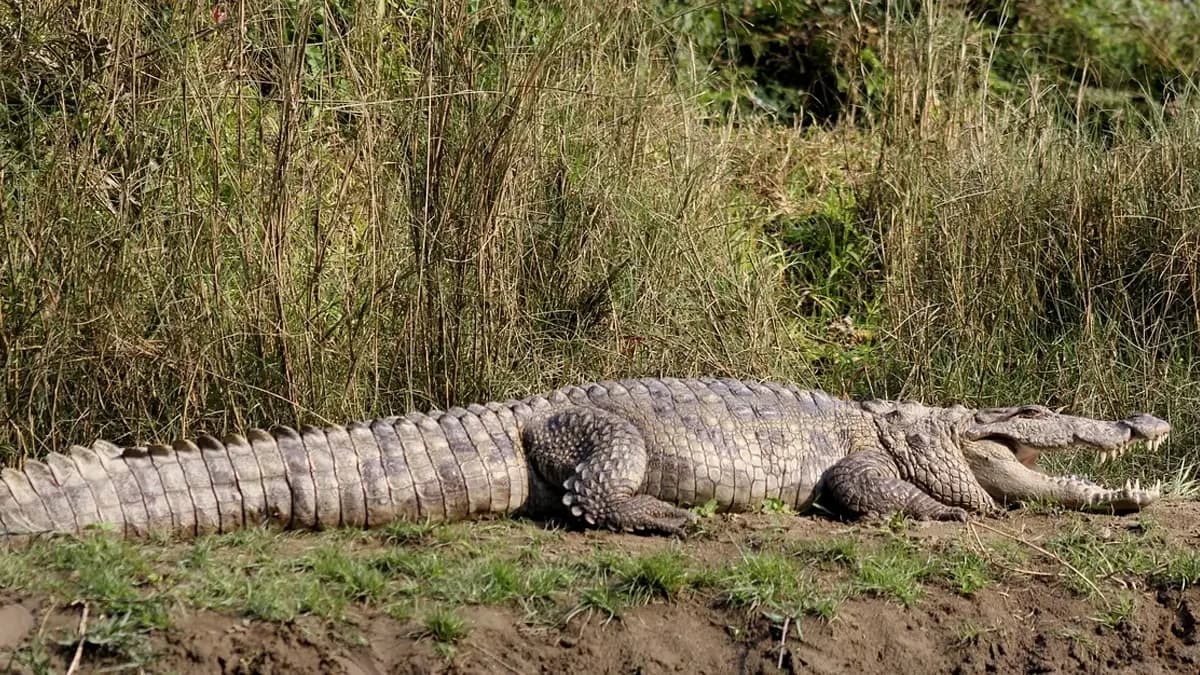 chitwan-jungle-safari-crocodiles
