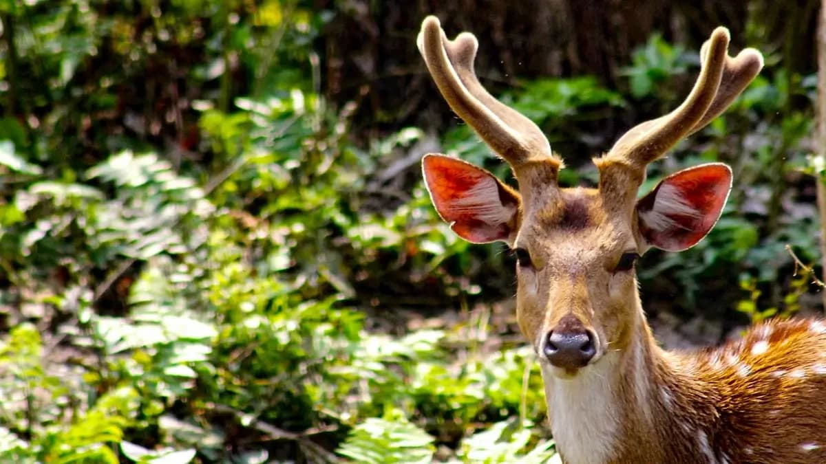 chitwan-jungle-safari-deer