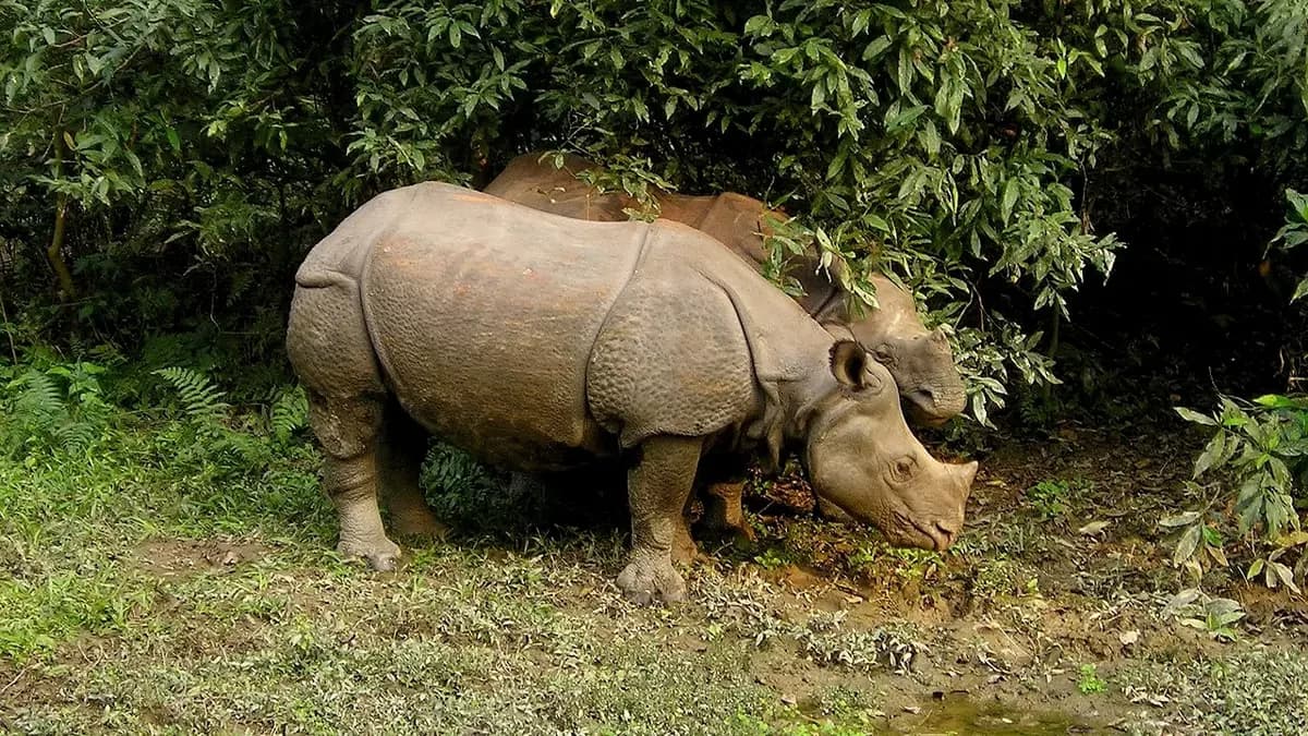 chitwan-jungle-safari-rhino