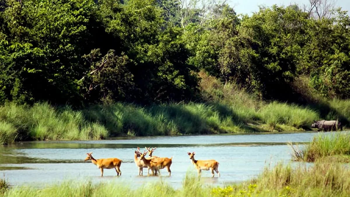 deer-bardiya-national-park