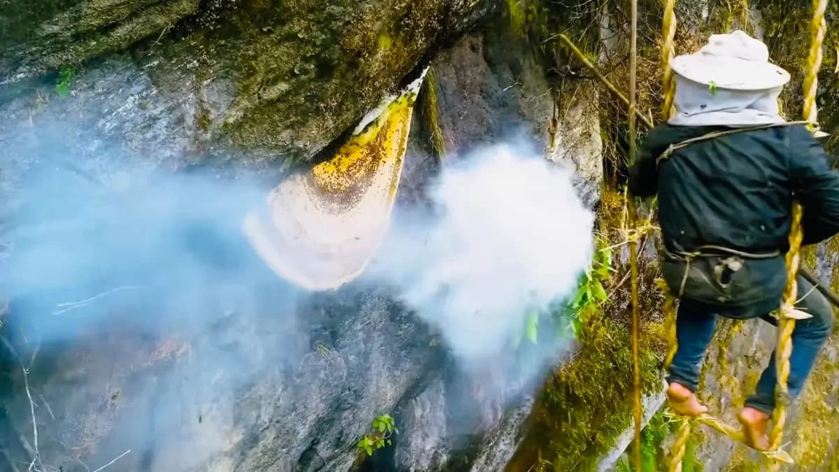 During Mad Honey Hunting Tour on Cliffs