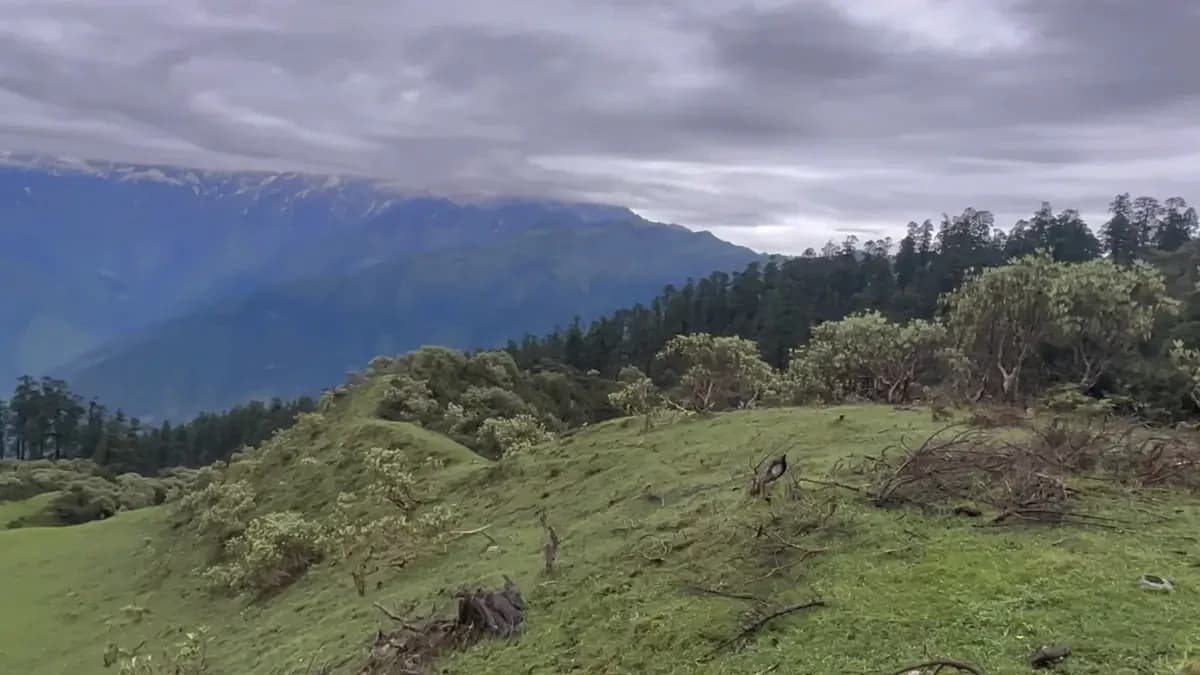 forrest-in-ruby-valley-trek