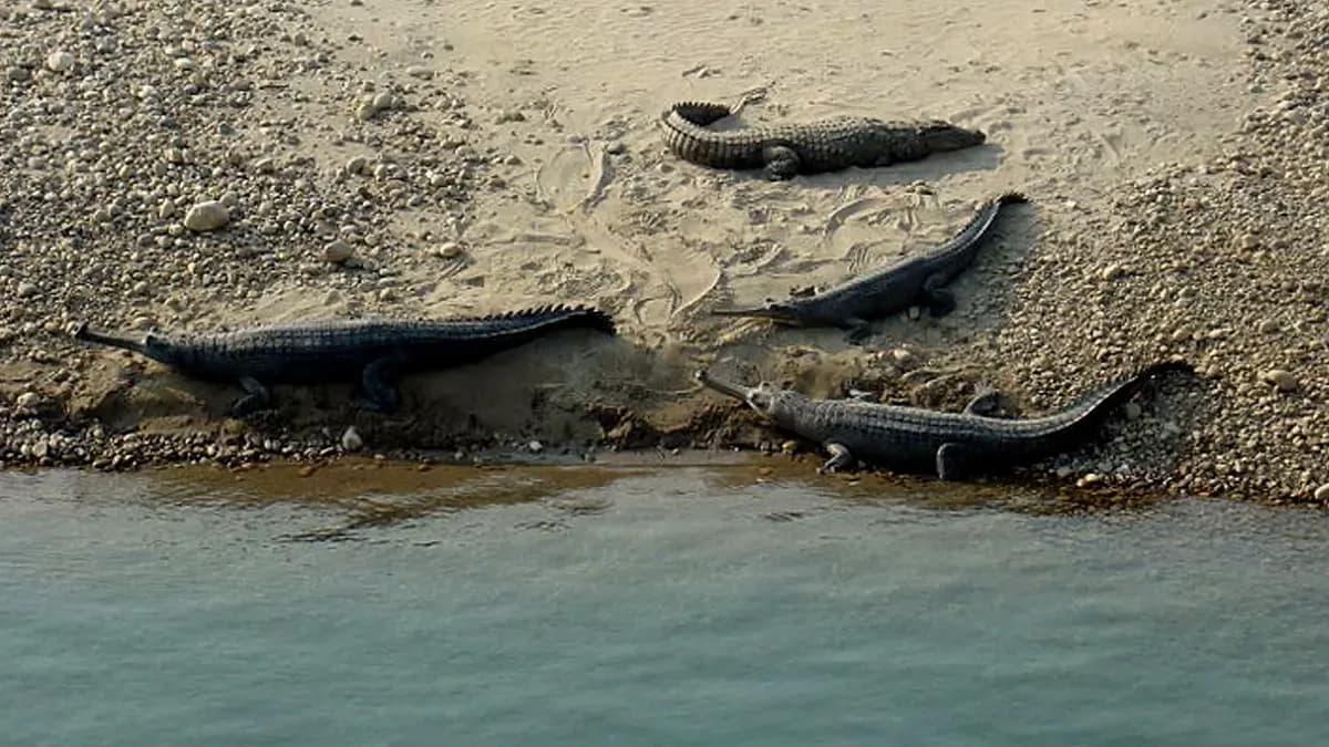 gharial-crocodile-bardiya-national-park