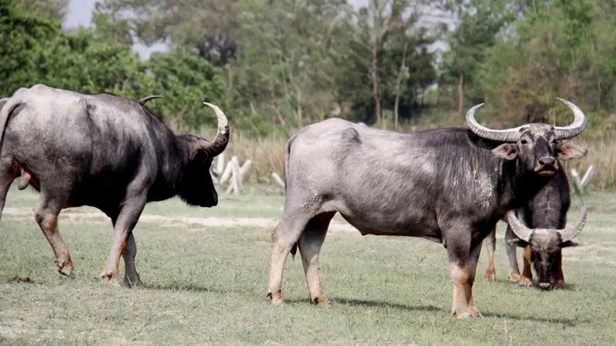 koshi-tappu-wildlife-safari-arna-wild-water-buffalo