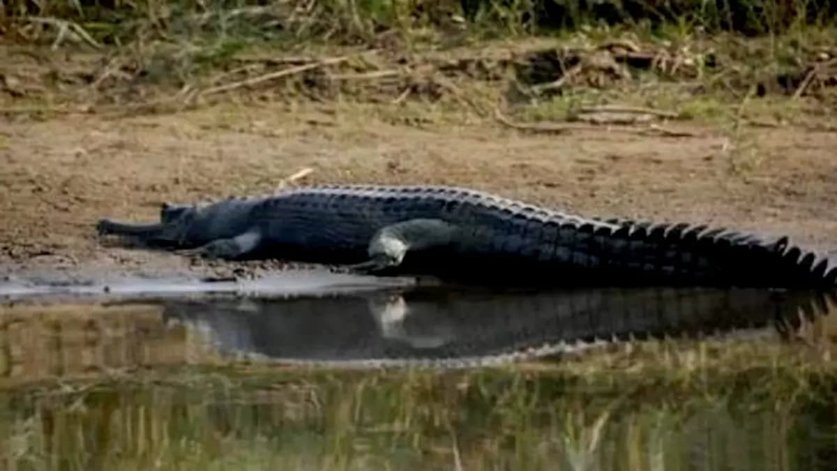 koshi-tappu-wildlife-safari-gharial