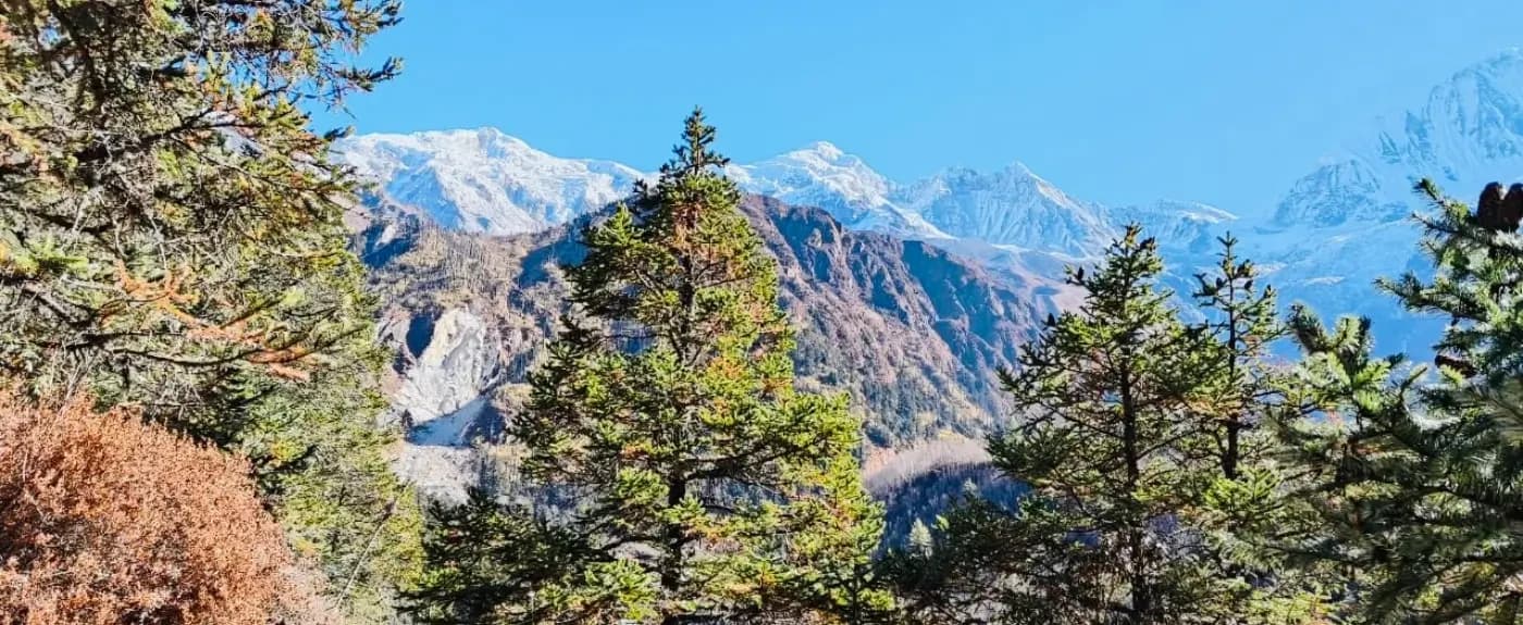 At Manaslu Circuit Trek Alpine Forest