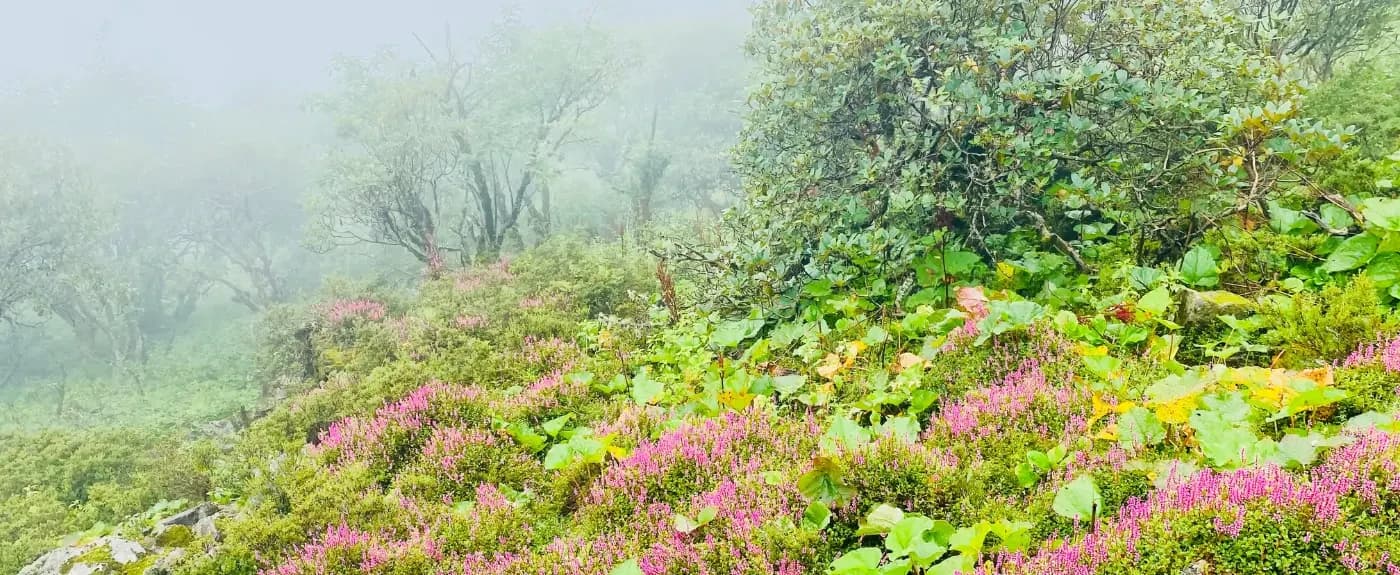 Medicional Wild Flower During Langtang Trek