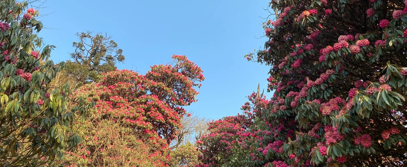 rhododendron-blooming-during-ghorepani-poon-hill-trail