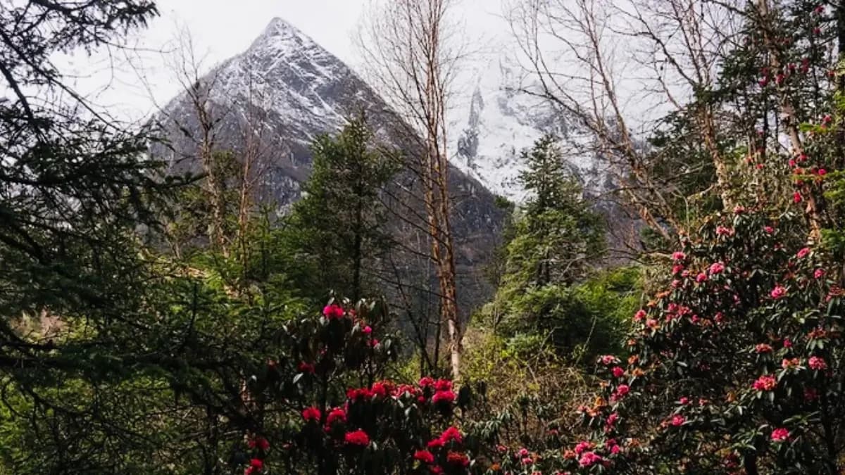 rhododendron-flowers-in-manaslu-conservation-area