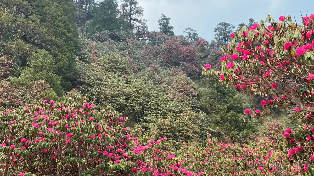 rhododendron-ghorepani-poon-hill-trek