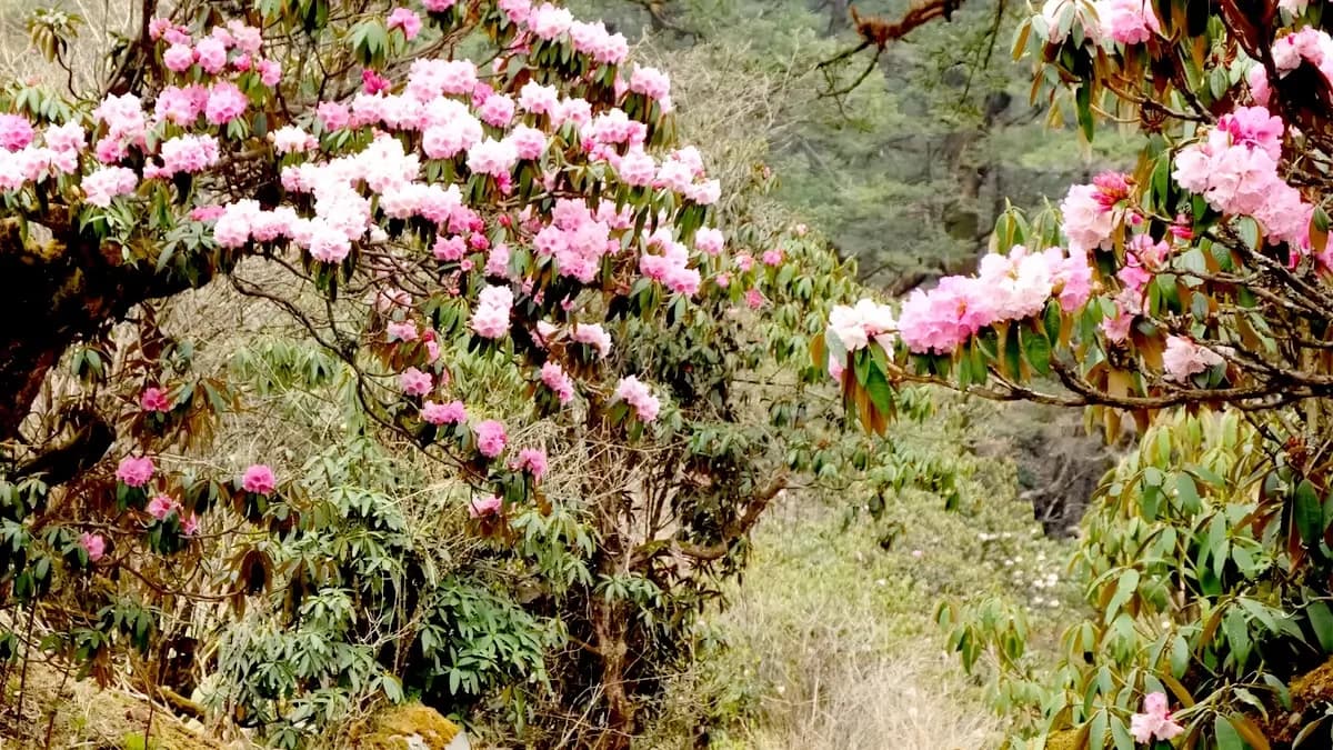 rhododendrons-forest-in-peaky-peak-trek