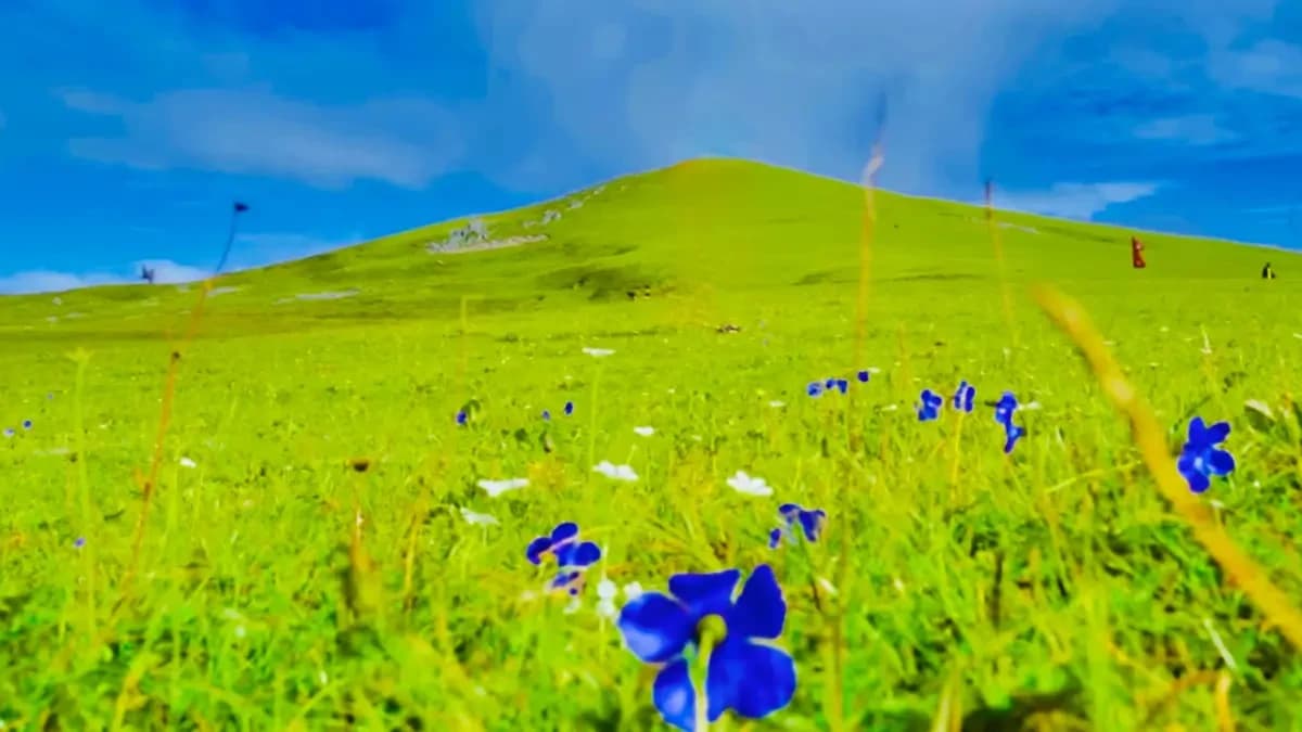 Wildflowers in Triveni Badimalika Trek