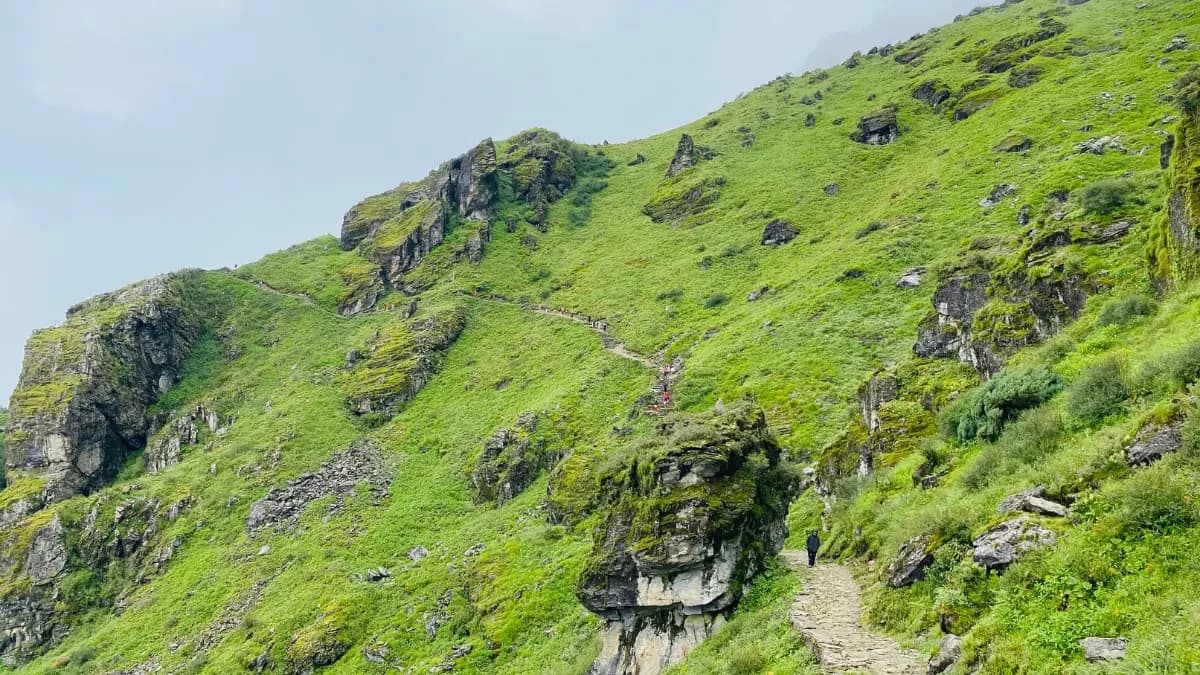 yak-pasture-in-panc-pokhari-treil