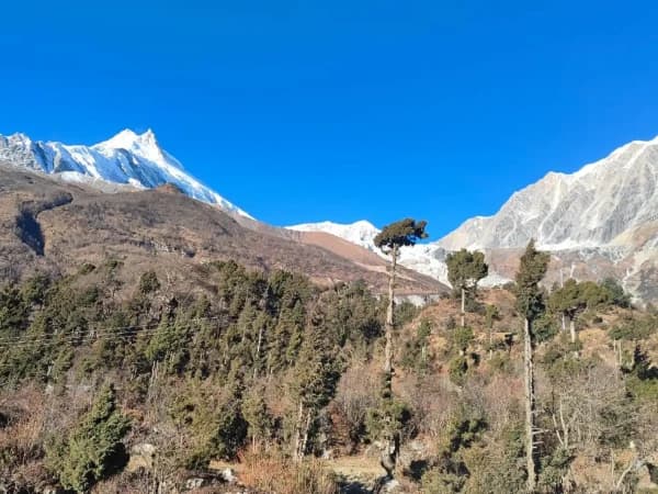 Alpine forest in manaslu