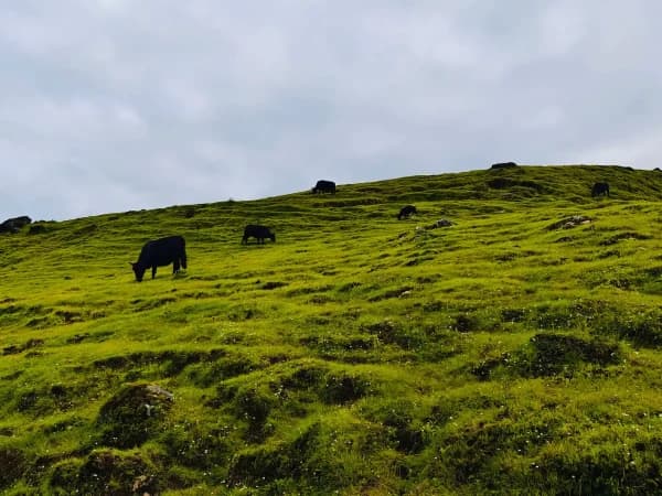 During mundhum trail yak pasture