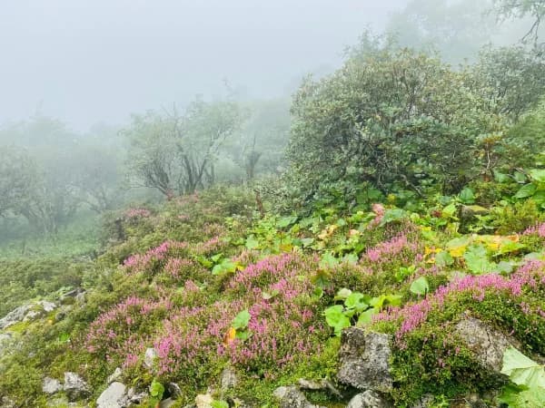 Flowers andvegetation during panchpokhari trek