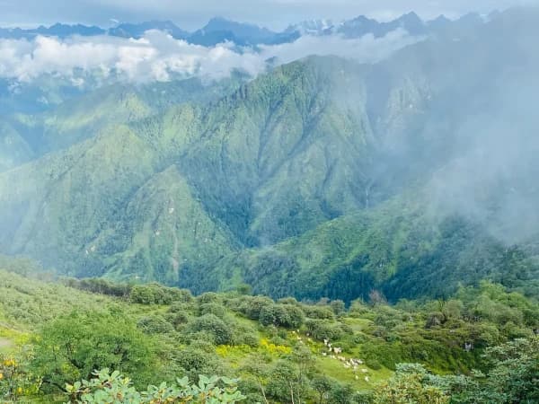 Himalayan sheep inno ysam way to panch pokharijpg