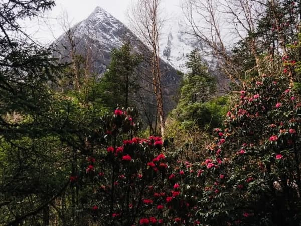 Rhododendron flowers in manaslu conservation area