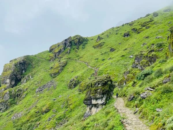 Yak pasture in pancpokhari treil