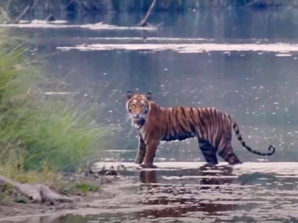 Bardiya Jungle Safari Tour Tiger In River