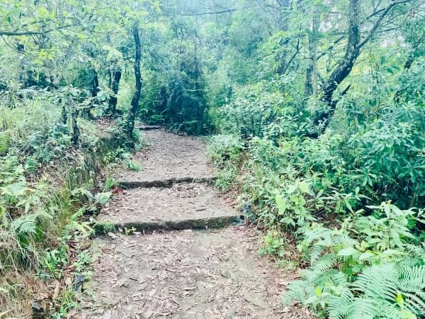 Beautiful Lush Forest During Champadevi Hike