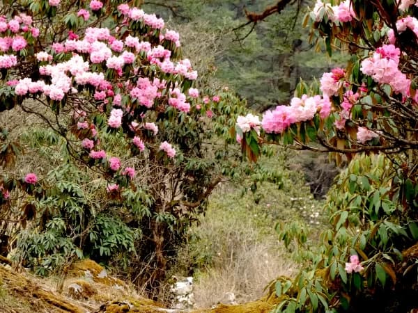 Beautiful Trail In Pikey Peak With Everest View Trek