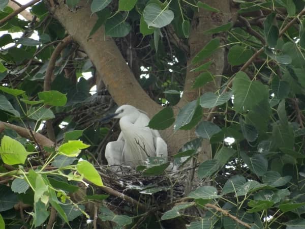 Bird Watching In Koshi Tappu Wildlife 1