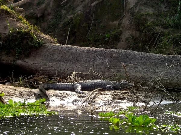 Crocodiles Chitwan Jungle Safari