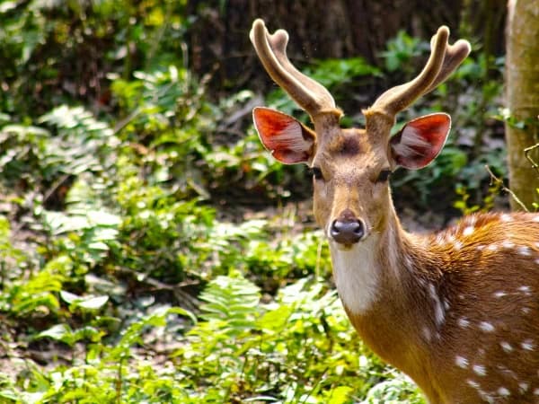 Deer In Chitwan Jungle Safari