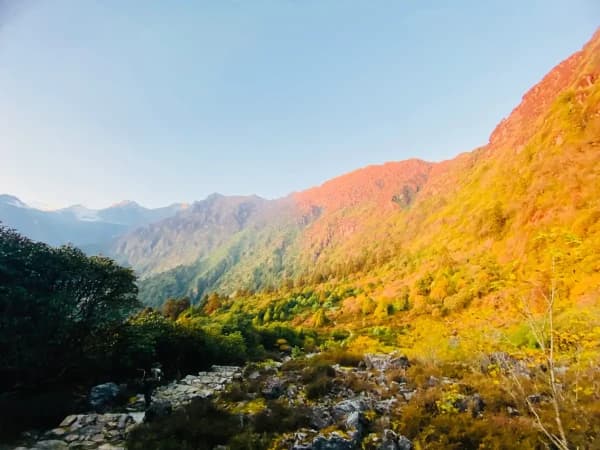 During Gosaikunda Trek Vegetation In Thedepaty