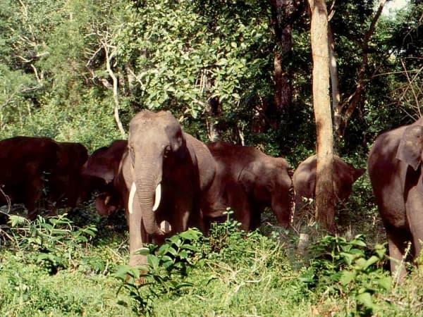 Elephent In Koshi Tappu Wildlife Safari 1