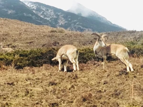 Himalayan Thar During Manaslu Trek 1