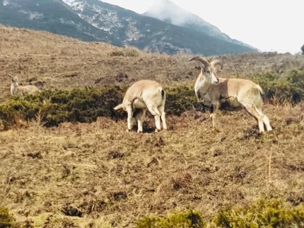 Himalayan Thar During Manaslu Trek