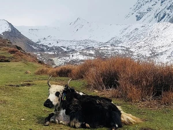 Himalayan Yak In Manaslu Trek 1