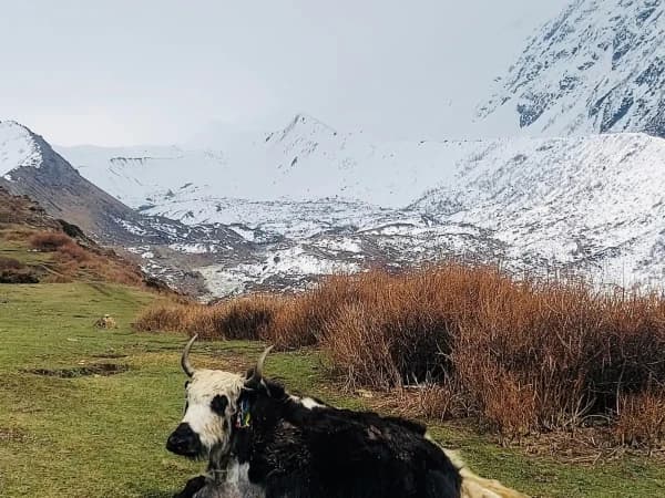 Himalayan Yak In Manaslu Trek