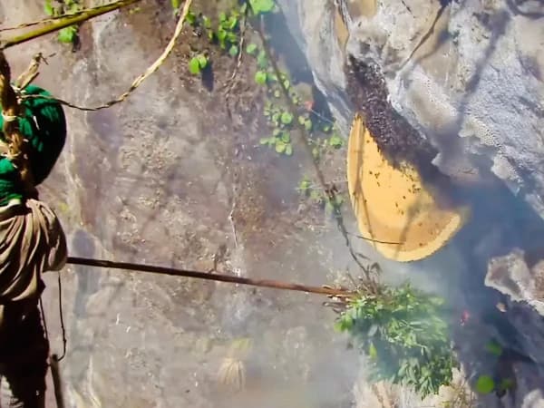 Honey Hunting On Cliff