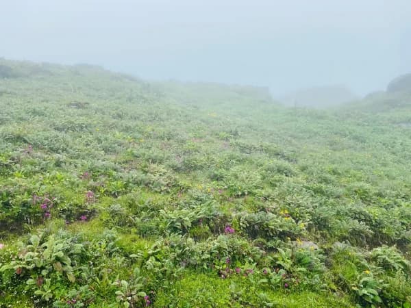Lbeautiful Flowers During Panchpokhari Trek