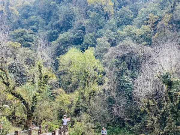 Lush Forest In Annapurna Trek