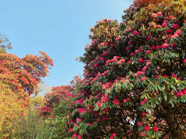 Rhododendron Blooming During Annapurna Base Camp Trek