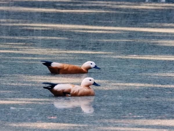 Ruddy Shelduck Bardiya National Park