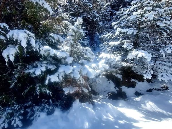 Snowy Trekking Trail During Manaslu Circuit Trek