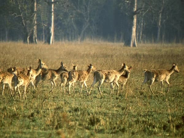 Wild Life In Koshi Tappu Wildlife Safari