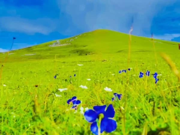 Wildflowers During Badimalika Trek