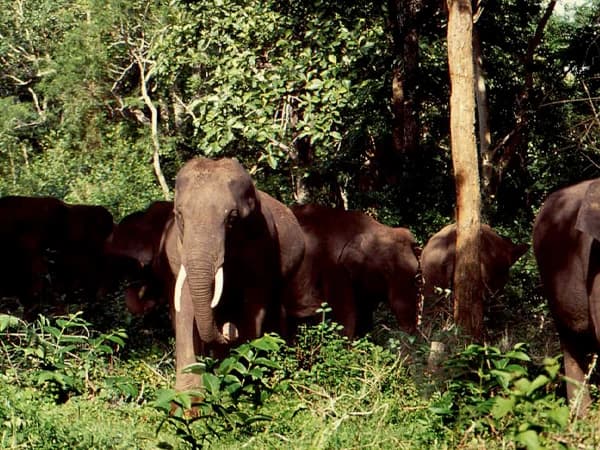 koshi-tappu-wildlife-safari